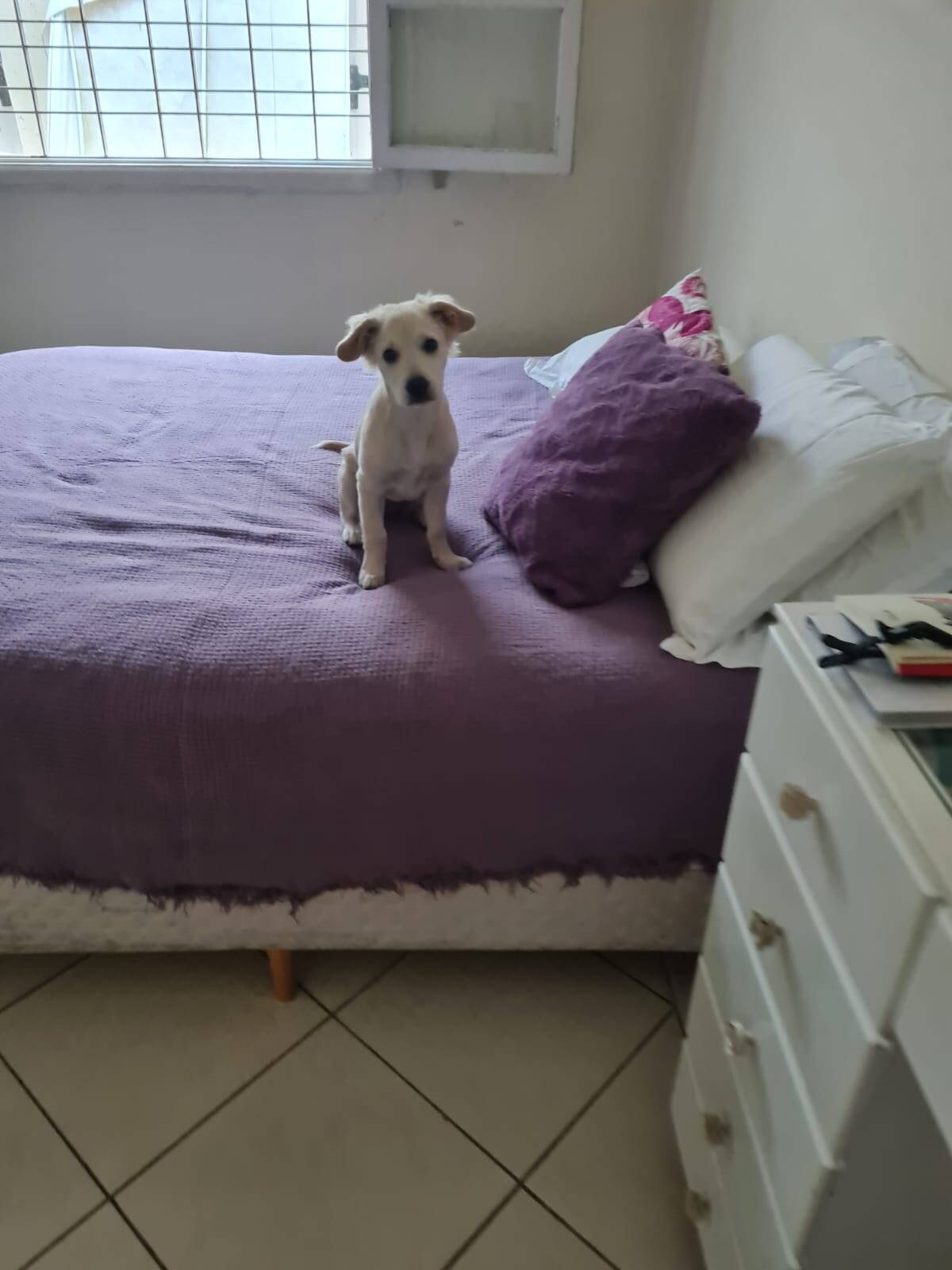 Casa à venda e aluguel com 3 quartos, 200m² - Foto 27